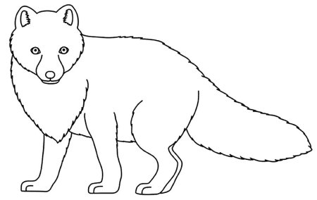 Песец раскраска