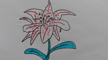 Лилия поэтапное рисование