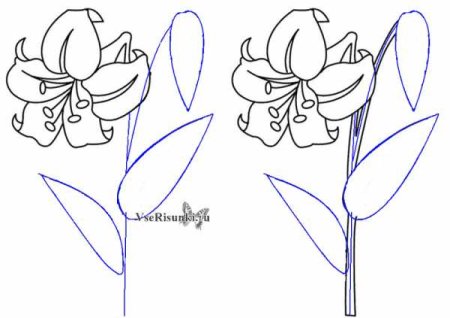 Цветы простым карандашом
