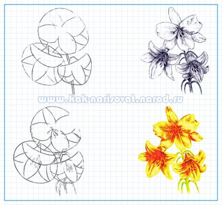 Лилии поэтапно