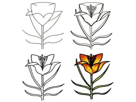 Лилии цветными карандашами