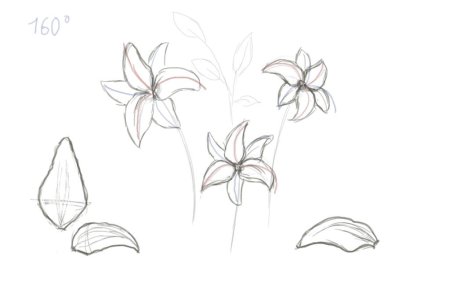 Поэтапное рисование лилии карандашом