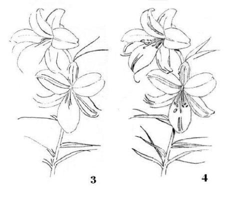 Уроки рисования цветов карандашом