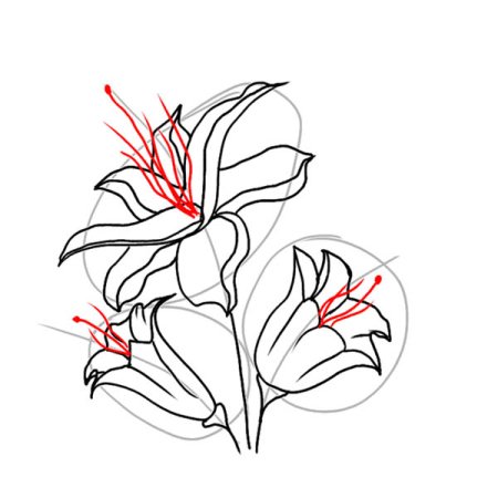 Лилия поэтапное рисование
