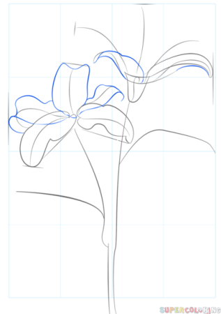 Нарисовать Гладиолус карандашом