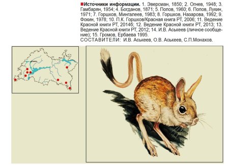 Большой тушканчик красная книга доклад
