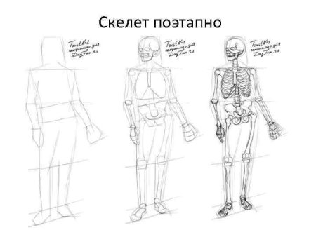 Поэтапное рисование скелета