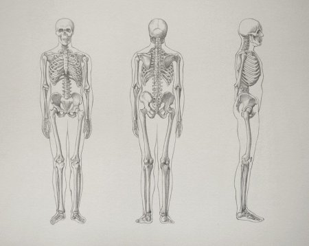Рисунок скелет поэтапно (51 фото)