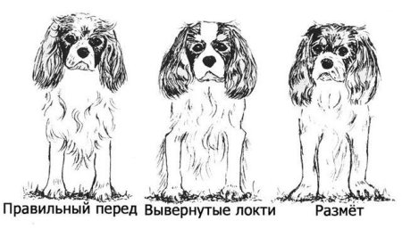 Стандарт породы кавалер Кинг