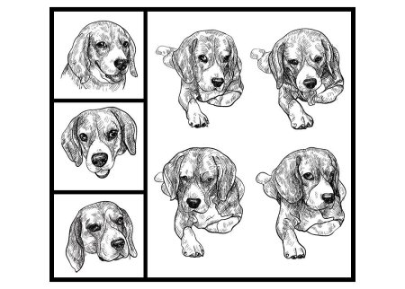 Раскраска Бигль