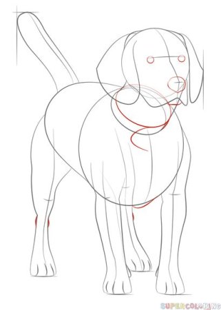 Как научиться рисовать бигля