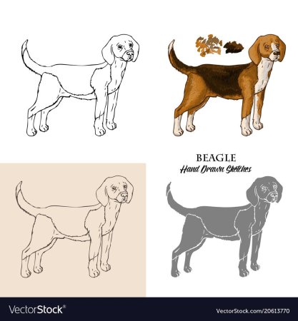 Собака Бигль анатомия нарисовать