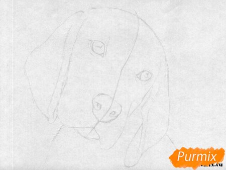 Бигль рисунок поэтапно