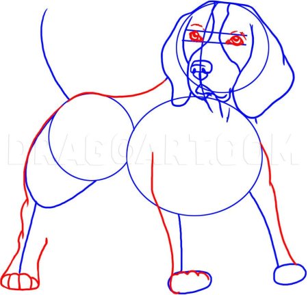 Бигль контурный рисунок