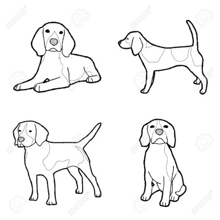 Морда бигля спереди рисование