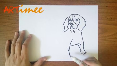 Поэтапный рисунок собаки