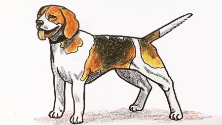 Бигль собака