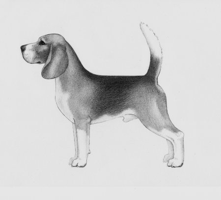 Порода собак Бигль рисунок