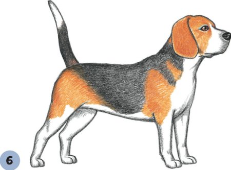 Раскраска собаки породы Бигль