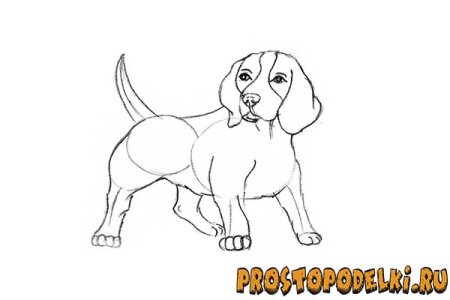 Раскраска Бигль щенок