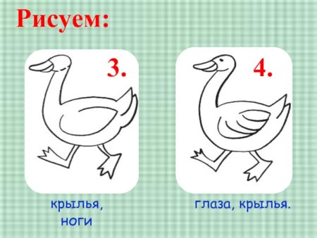 Поэтапное рисование гуся