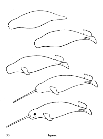 Поэтапное рисование дельфина