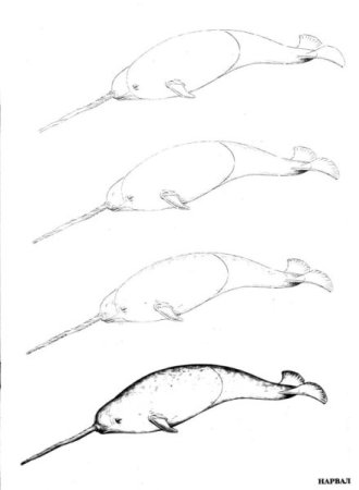 Нарвал нарисовать