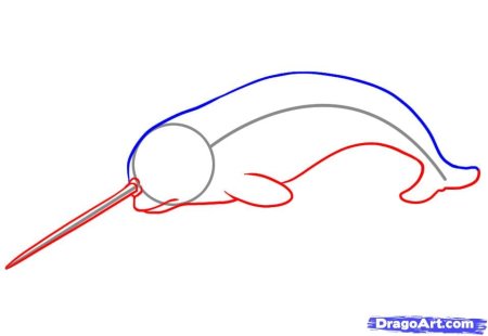 Нарвал нарисовать поэтапно