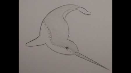 Нарвал рисунок карандашом
