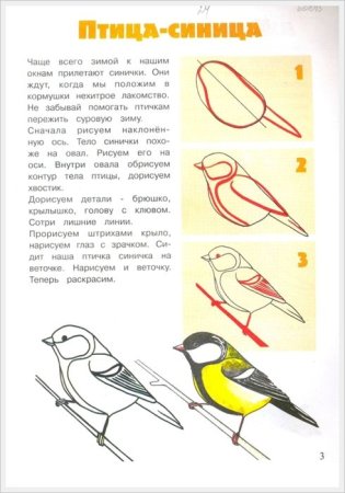 Поэтапное рисование птицы синицы