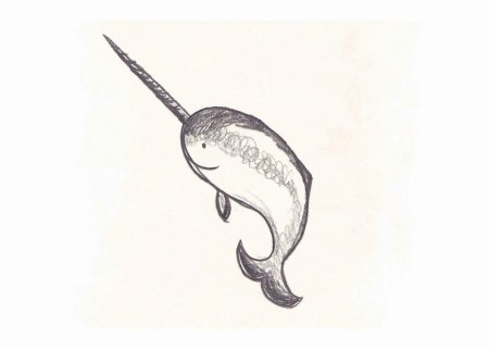 Рисунок нарвала карандашом