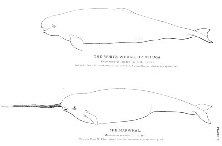 Нарвал рисунок