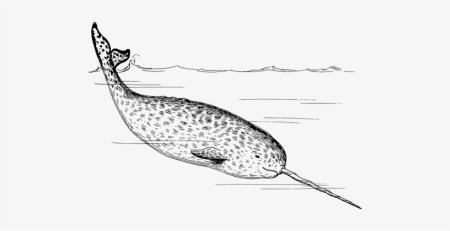 Нарвал раскраска