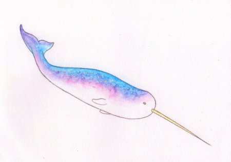 Рисунок рыбы нарвал
