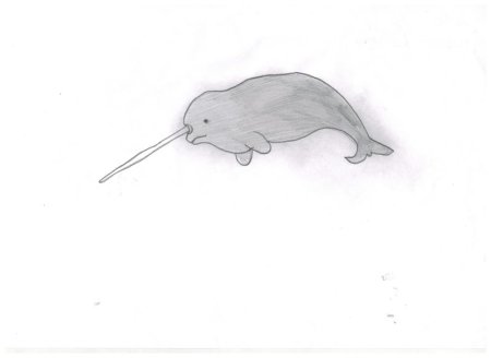 Нарвал рисунок