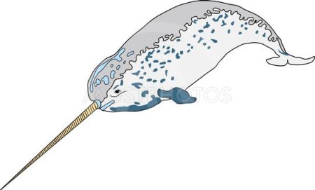 Нарвал раскраска