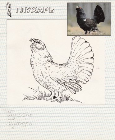 Глухарь рисунок