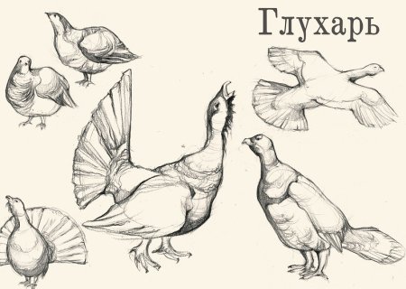 Глухарь карандашом
