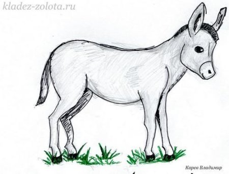 Рисунки осла для срисовки