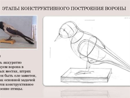 Линейно-конструктивный рисунок чучела птицы