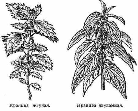 Крапива двудомная рисунок карандашом