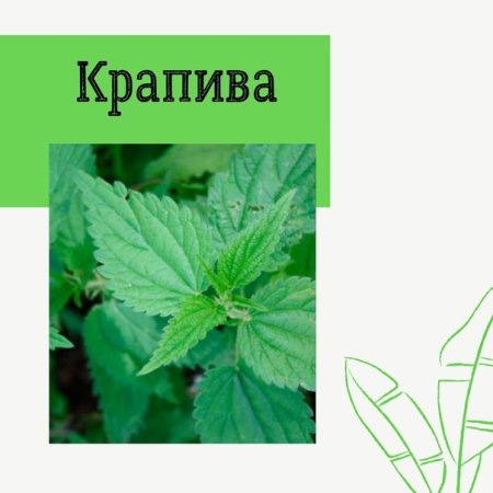 Крапива Графика