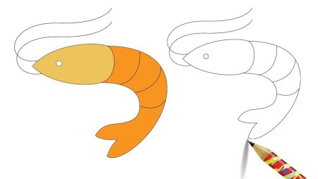 Рисунок креветки легкий