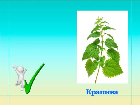 Крапива раскраска для детей