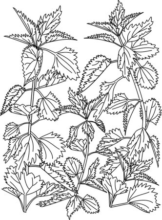Крапива двудомная (Urtica dioica)