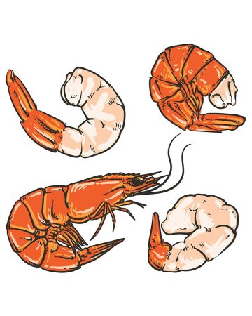 Рисунки поэтапные креветки