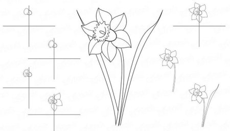 Поэтапное рисование нарцисса для детей