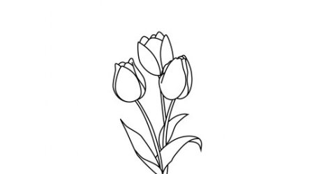Тюльпаны рисунок
