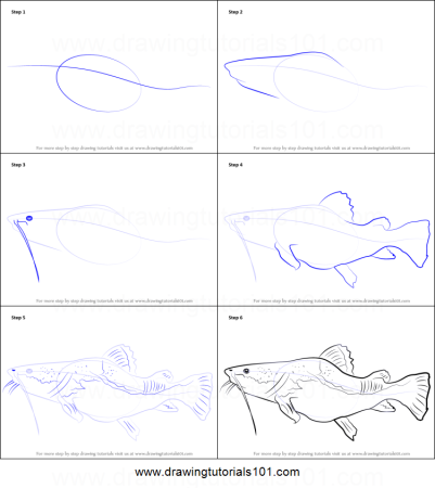 Акула молот рисунок карандашом. Как нарисовать акулу поэтапно карандашом