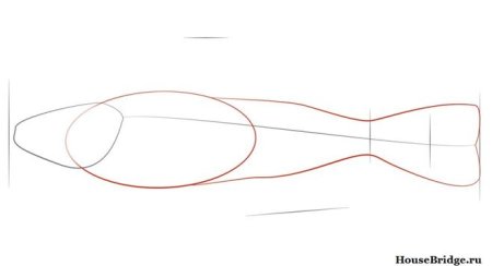 Нарисовать сома поэтапно